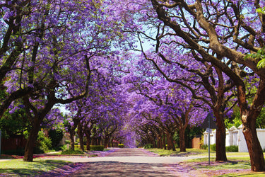 25 BLUE JACARANDA TREE ( Fern Tree / Brazilian Rose Wood / Green Ebony ) Jacaranda Mimosifolia Seeds